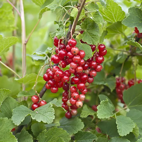 517375 - Red currant (Ribes rubrum 'Rotet')