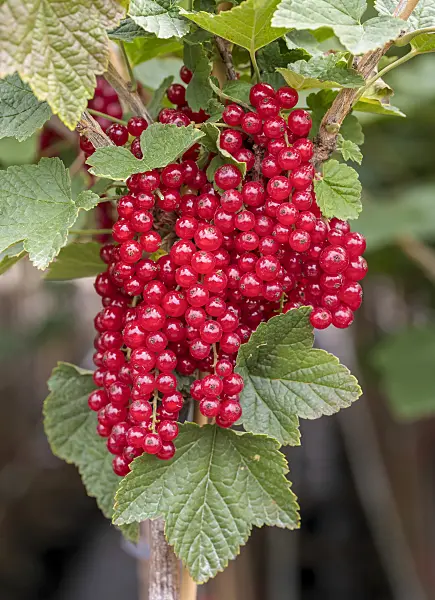 625348 - Red currant (Ribes rubrum 'Rotet')