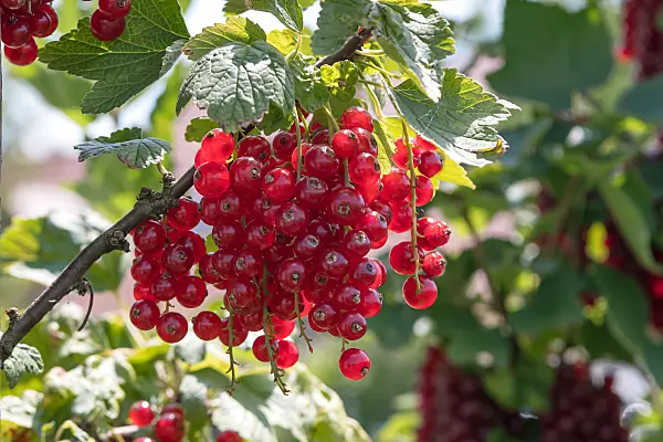 664389 - Red currant (Ribes rubrum 'Rovada')