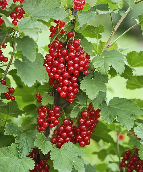 454079 - Red currant (Ribes rubrum 'Utrecht')