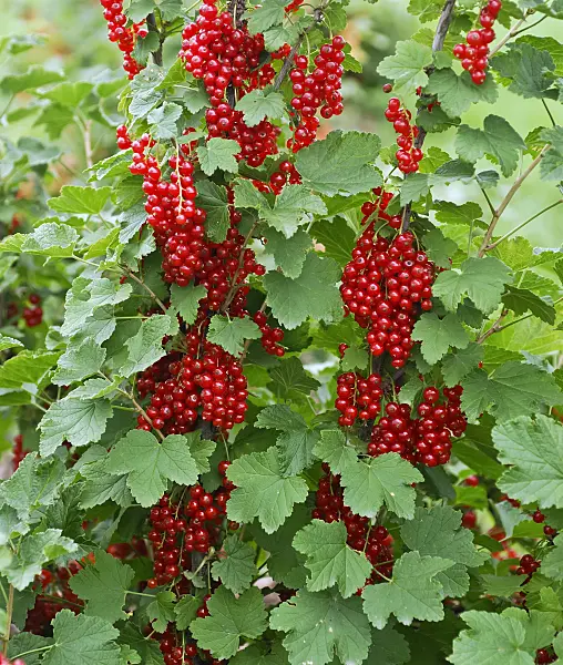 454080 - Red currant (Ribes rubrum 'Utrecht')