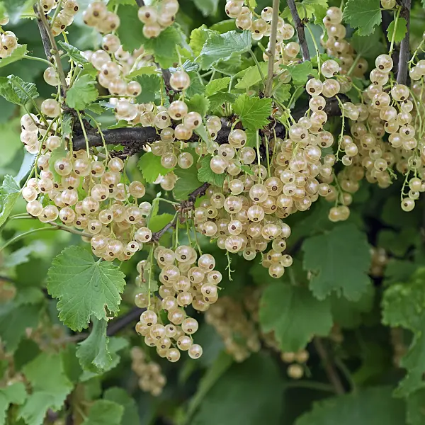 471455 - Red currant (Ribes rubrum 'Weiße Versailler')