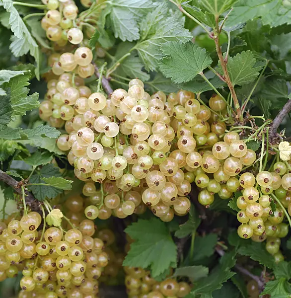 454082 - Red currant (Ribes rubrum 'Weiße von Jüterbog')