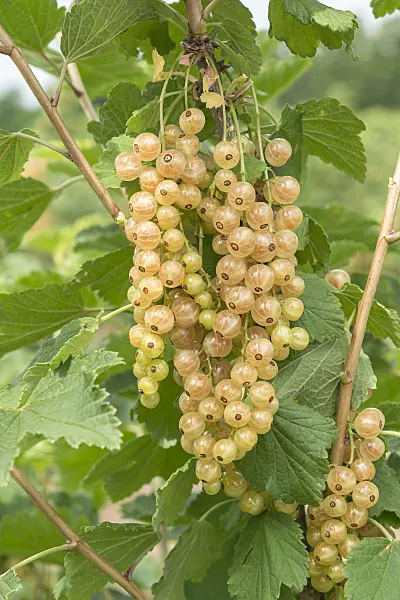 625349 - Red currant (Ribes rubrum 'Weiße von Jüterbog')