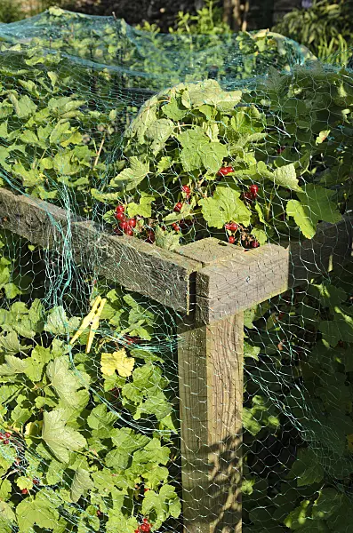 522054 - Red currant (Ribes rubrum) with bird net