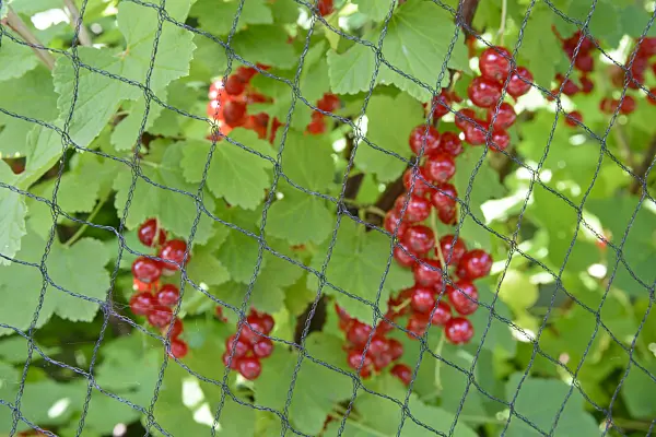 536191 - Red currant (Ribes rubrum) with bird net