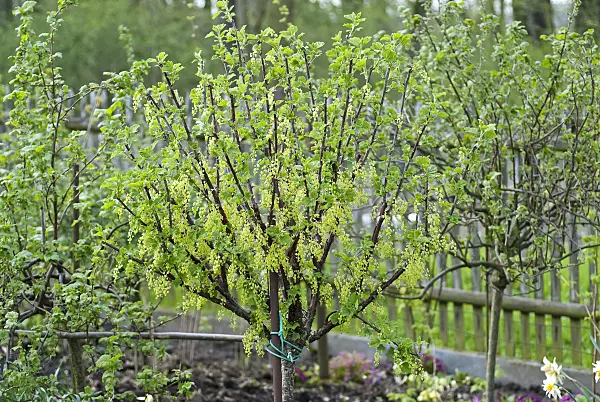 490138 - Red currant (Ribes rubrum 'Zitavia')