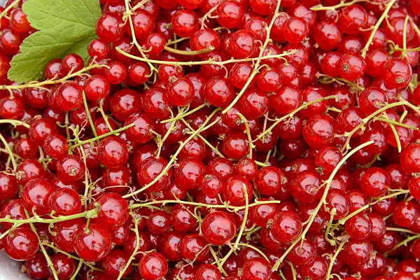 558269 - Red currants (Ribes rubrum)