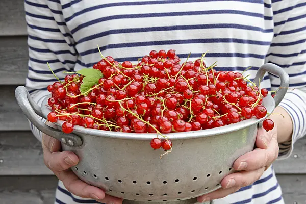 558267 - Red currants (Ribes rubrum) in a bowl
