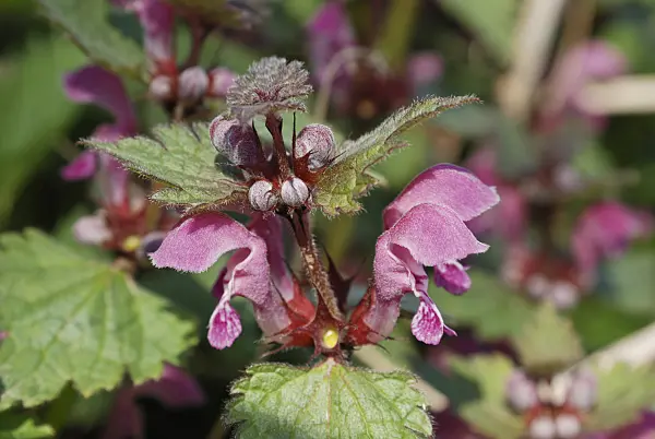 471154 - Red dead nettle (Lamium purpureum)