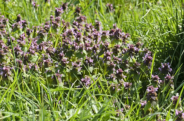 507182 - Red dead nettle (Lamium purpureum)