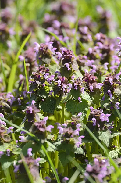 507183 - Red dead nettle (Lamium purpureum)