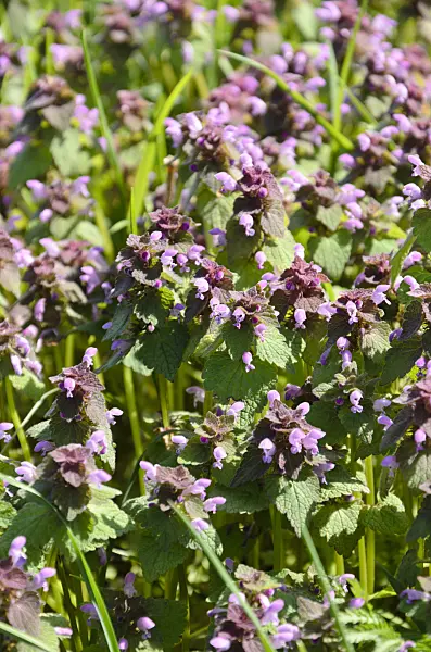 507184 - Red dead nettle (Lamium purpureum)