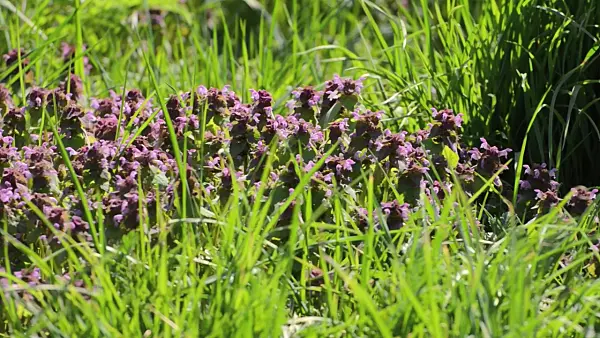507191 - Red dead nettle (Lamium purpureum)