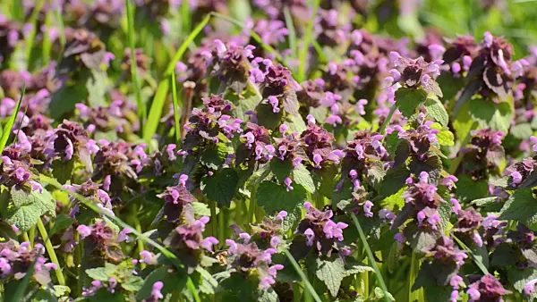 507192 - Red dead nettle (Lamium purpureum)
