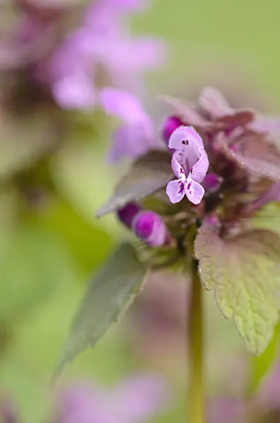 520029 - Red dead nettle (Lamium purpureum)