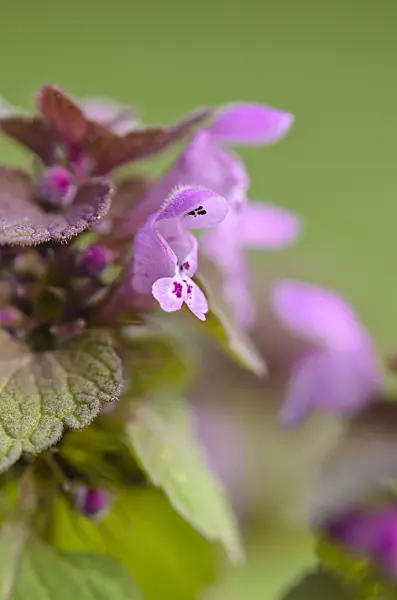 520030 - Red dead nettle (Lamium purpureum)