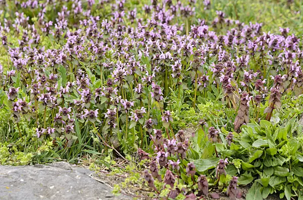 555033 - Red dead nettle (Lamium purpureum)