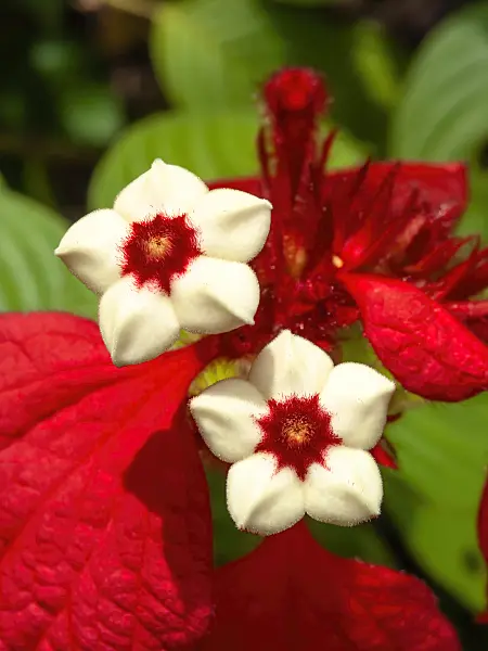434084 - Red flag bush (Mussaenda erythrophylla)