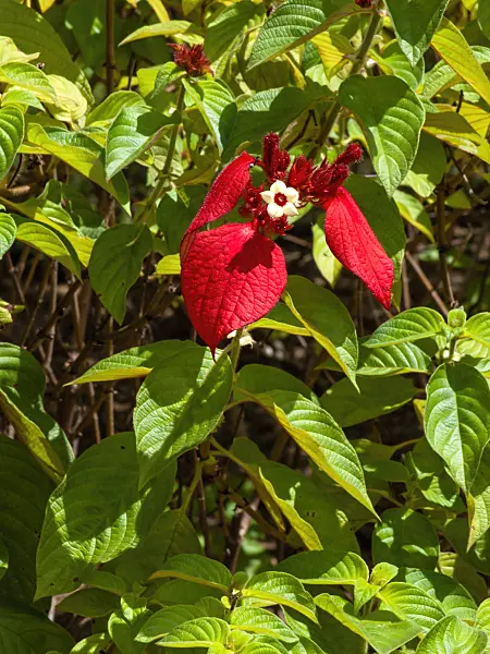434326 - Red flag bush (Mussaenda erythrophylla)
