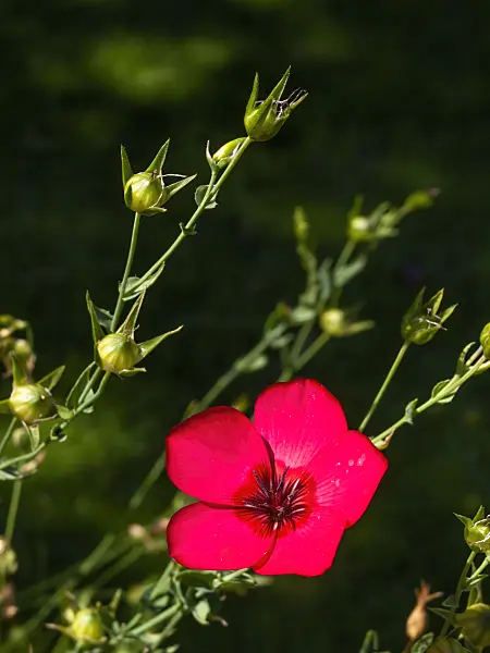 416040 - Red flax (Linum grandiflorum)