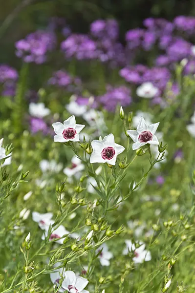 511152 - Red flax (Linum grandiflorum 'Bright Eyes')