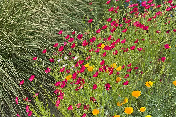 511151 - Red flax (Linum grandiflorum 'Rubrum') and Californian poppy (Eschscholzia californica)