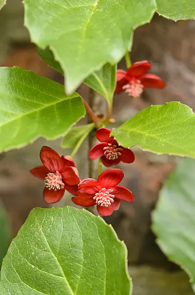 533260 - Red flowered schisandra (Schisandra rubriflora)