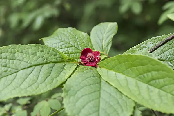 635160 - Red flowered schisandra (Schisandra rubriflora)