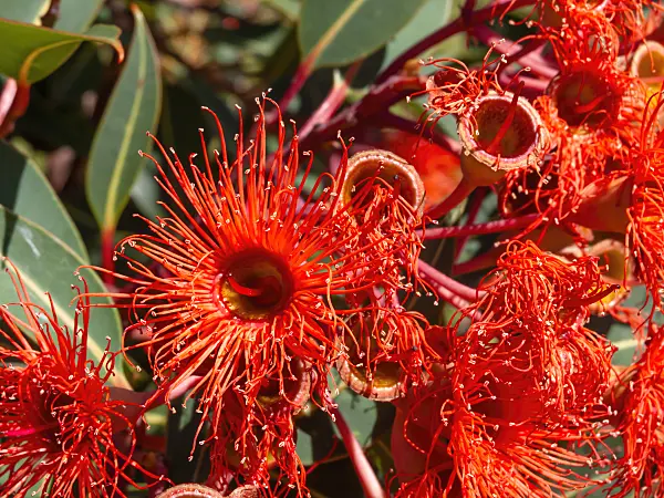 455376 - Red flowering gum (Corymbia ficifolia 'Orange Splendour' syn. Eucalyptus ficifolia 'Orange Splendour')