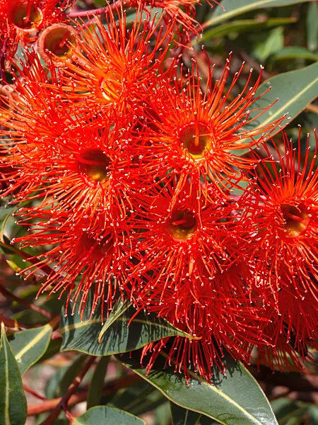 455377 - Red flowering gum (Corymbia ficifolia 'Orange Splendour' syn. Eucalyptus ficifolia 'Orange Splendour')