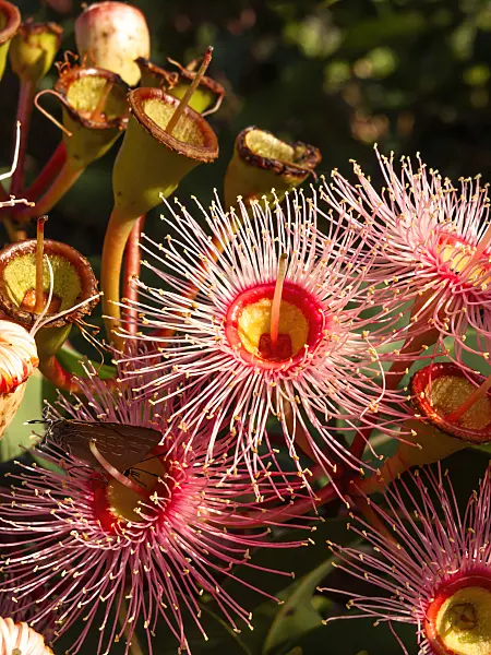 455054 - Red flowering gum (Corymbia ficifolia 'Summer Red' syn. Eucalyptus ficifolia 'Summer Red')