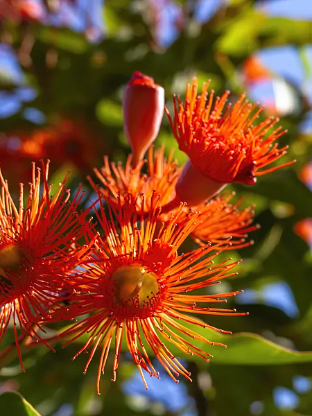 427267 - Red flowering gum (Corymbia ficifolia syn. Eucalyptus ficifolia)