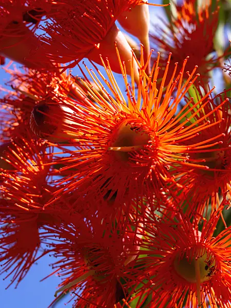 427268 - Red flowering gum (Corymbia ficifolia syn. Eucalyptus ficifolia)