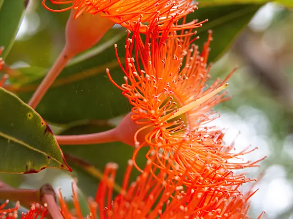 441053 - Red flowering gum (Corymbia ficifolia syn. Eucalyptus ficifolia)