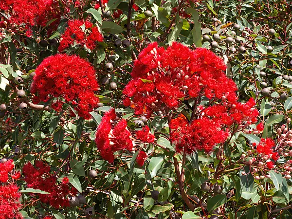 455374 - Red flowering gum (Corymbia ficifolia 'Wildfire Red' syn. Eucalyptus ficifolia 'Wildfire Red')