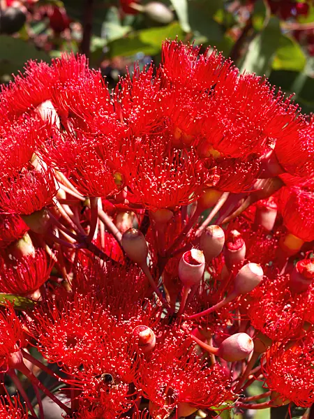 455375 - Red flowering gum (Corymbia ficifolia 'Wildfire Red' syn. Eucalyptus ficifolia 'Wildfire Red')