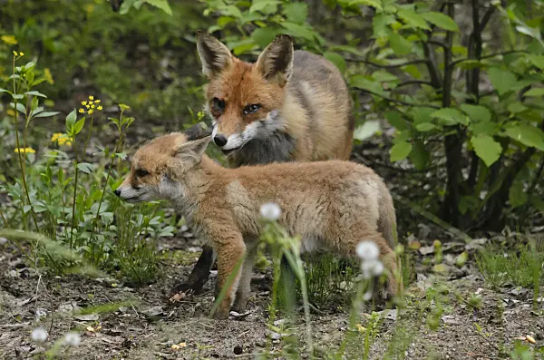 545069 - Red fox (Vulpes vulpes)