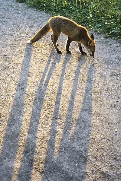 380046 - Red fox (Vulpes vulpes) on a sandy path, casting long shadows in front of the evening sun