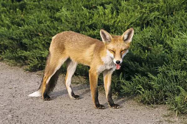 367074 - Red fox (Vulpes vulpes) with open mouth on a garden path