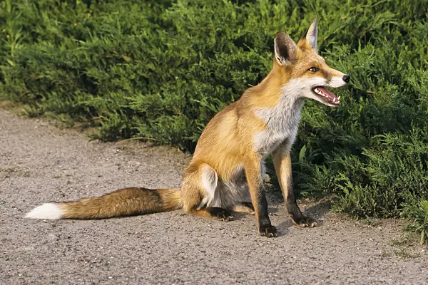367076 - Red fox (Vulpes vulpes) with open mouth on a garden path