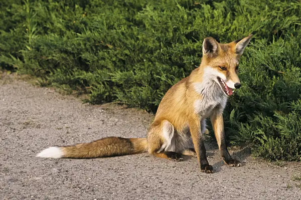 367077 - Red fox (Vulpes vulpes) with open mouth on a garden path