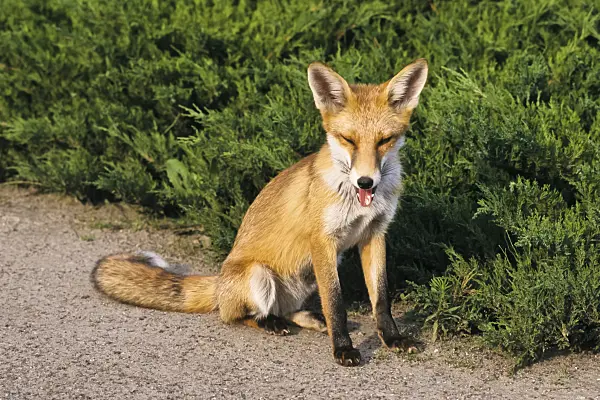 367075 - Red fox (Vulpes vulpes) with tongue hanging out on a garden path