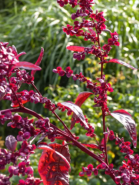 428238 - Red garden orache (Atriplex hortensis var. rubra)