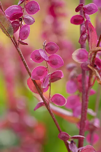 476057 - Red garden orache (Atriplex hortensis var. rubra)