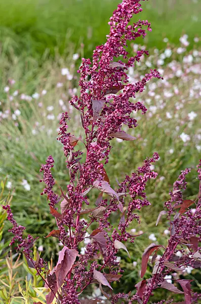 535226 - Red garden orache (Atriplex hortensis var. rubra)