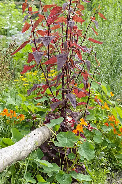 474244 - Red garden orache (Atriplex hortensis var. rubra) and garden nasturtium (Tropaeolum majus)
