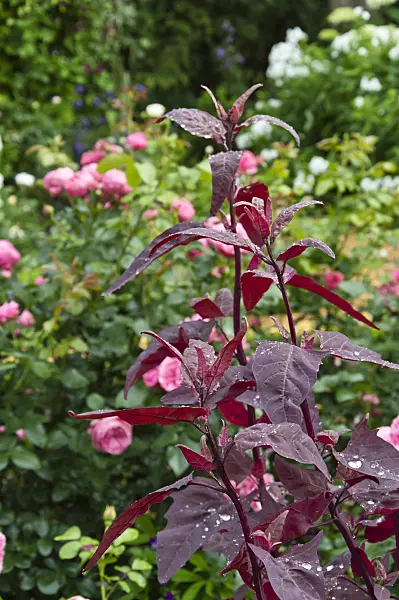 510060 - Red garden orache (Atriplex hortensis var. rubra) and roses (Rosa)