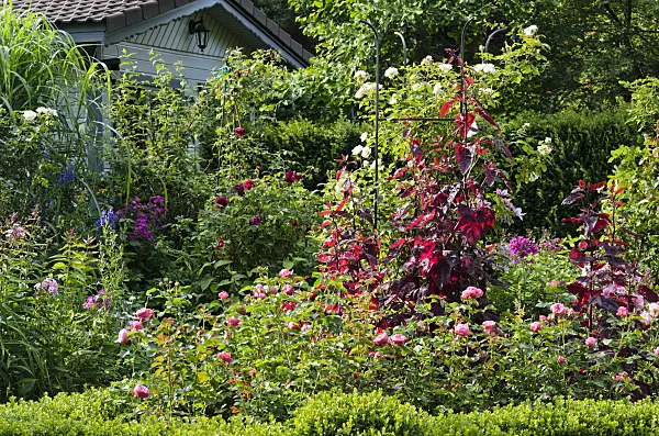 570088 - Red garden orache (Atriplex hortensis var. rubra) and roses (Rosa)