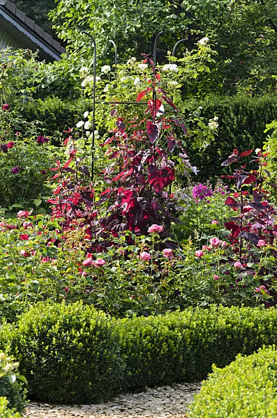570089 - Red garden orache (Atriplex hortensis var. rubra) and roses (Rosa)